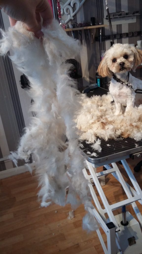 Matted Coats Fay's Diamond Dog Grooming